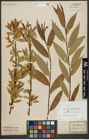 Foto von Salix alba L. x Salix pentandra L.